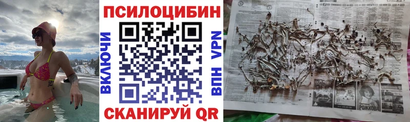 Псилоцибиновые грибы Cubensis Новозыбков